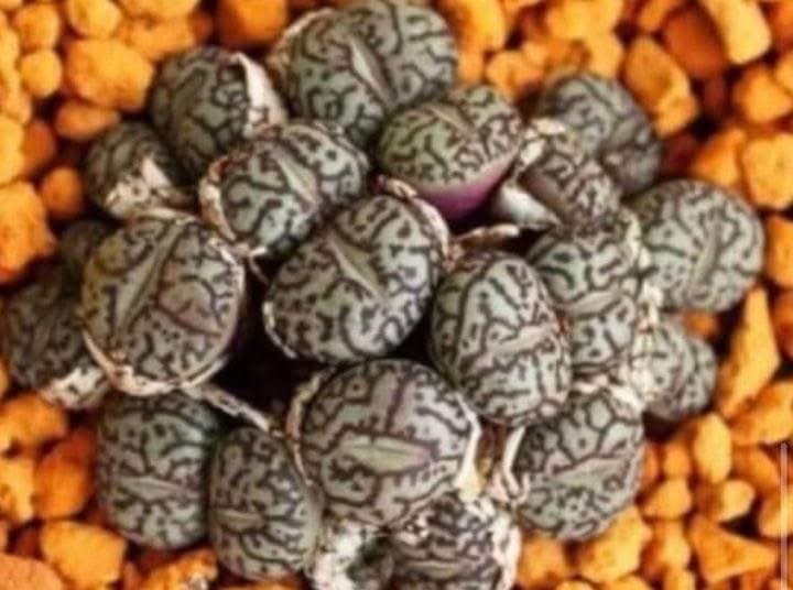 Daughter Finds Strange Eggs Under Her Bed, Forcing Her Family to Evacuate Their Home