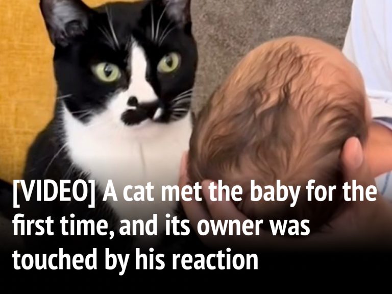 For many pet owners, the arrival of a new family member brings both excitement and concern. Will the cat or dog adjust? Will they accept the baby? Ariella Spinas of California had those very questions in mind when she brought her baby home from the hospital for the first time.