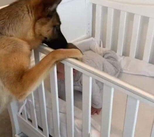 They caught their newly adopted stray dog biting from their newborn baby’s crib in the middle of the night. When they looked more closely at the baby and saw what the dog did, they began to cry