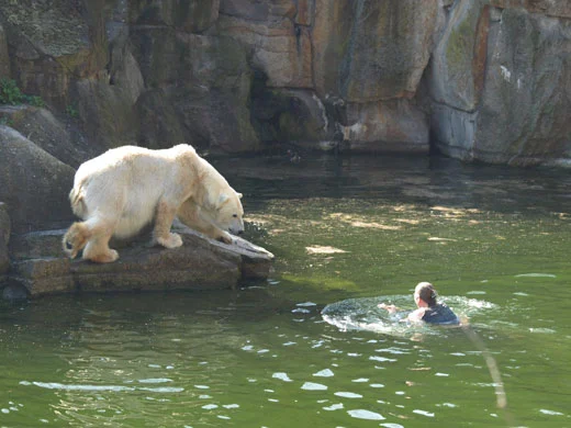 Polar bear at,tacks woman!!!