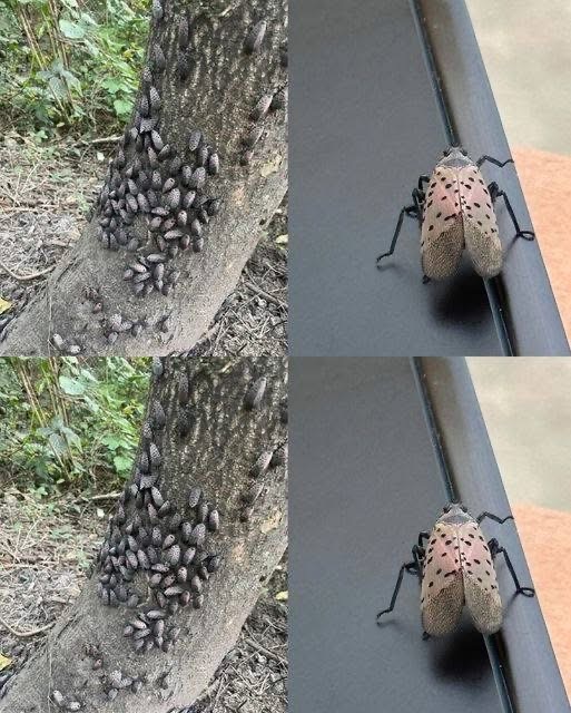 The lanternfly menace: a little bug that does a lot of damage