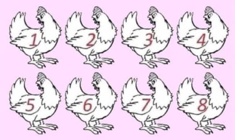 At first, it seems easy, but no one can identify which chicken is