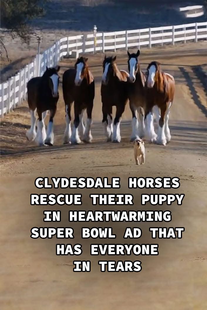 (VIDEO)Clydesdale Horses Rescue Their Puppy in Heartwarming Super Bowl Ad That Has Everyone in Tears