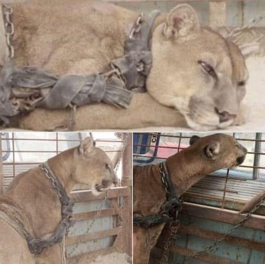 (VIDEO)A lion from the circus was!!