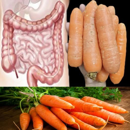 Carrots offer numerous benefits to intestinal health