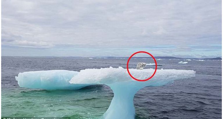 Fisherman see something odd stuck on an iceberg – soon realize the unimaginable truth