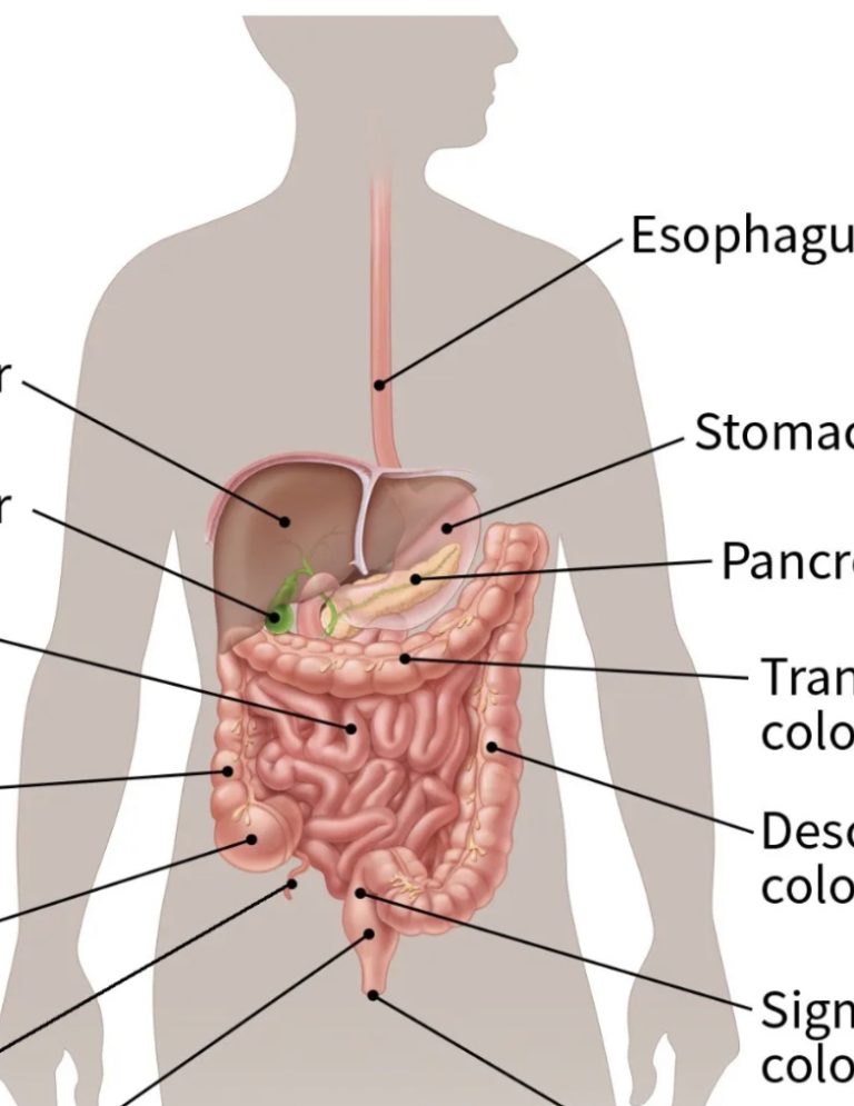 C/anc,er in the stomach develops silently. These are the first
