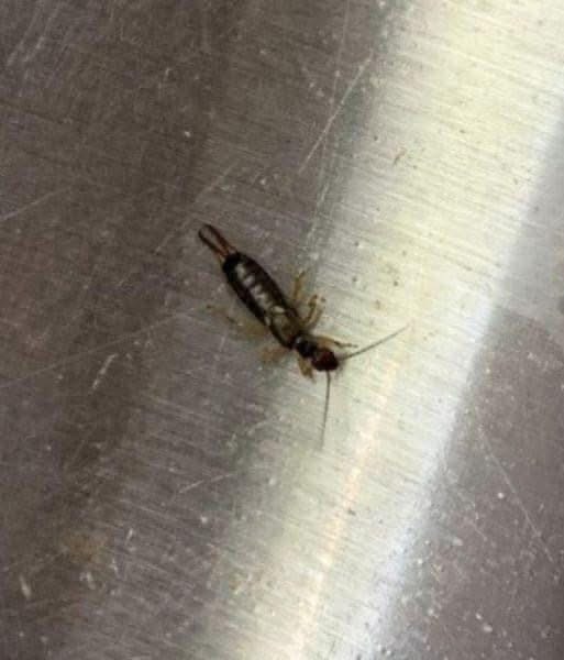 If you find these scary-looking insects in your home, you had better know what it means, read full in 1st comment…