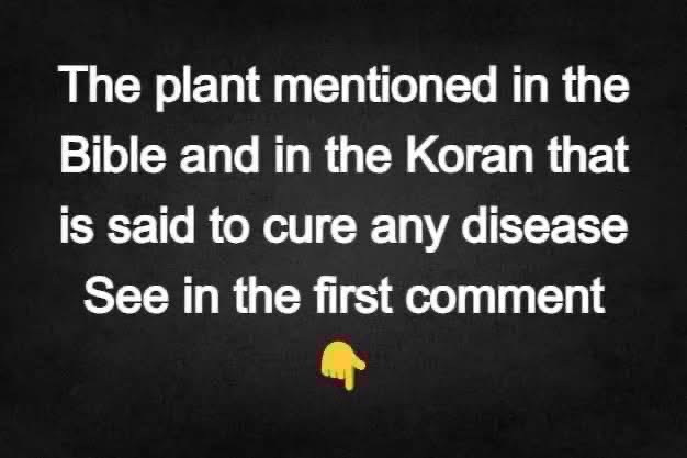 The plant mentioned in t
