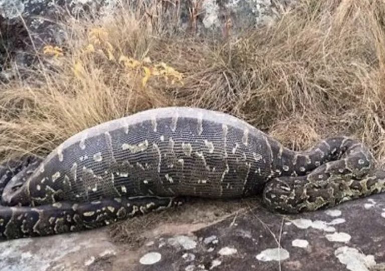 It’s Shocking how a snake can fit something bigger than them inside their stomachs!