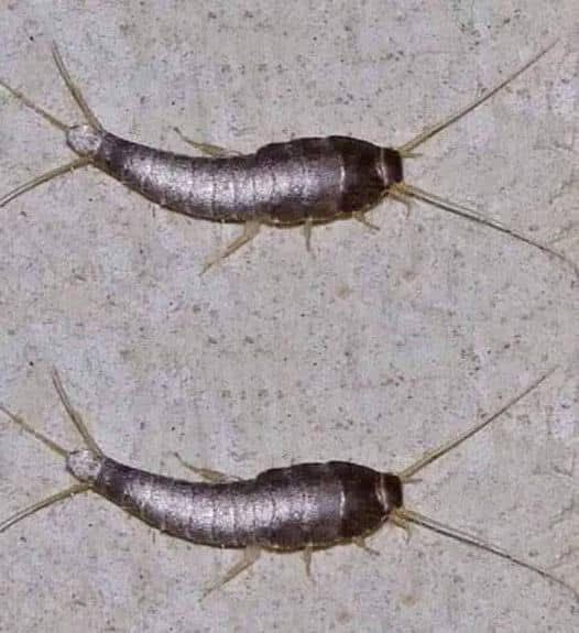 Silverfish – if This Animal Comes to Your Home