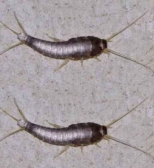 -Silverfish: if This Animal Comes to Your Home