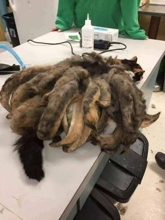 When they discovered this poor creature on the street, they knew it was in serious trouble!!