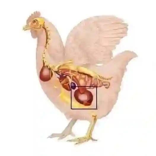 Did you know that if you eat chicken gizzards, you don’t need to take