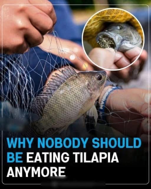 Why Nobody Should Be Eating Tilapia Anymore!