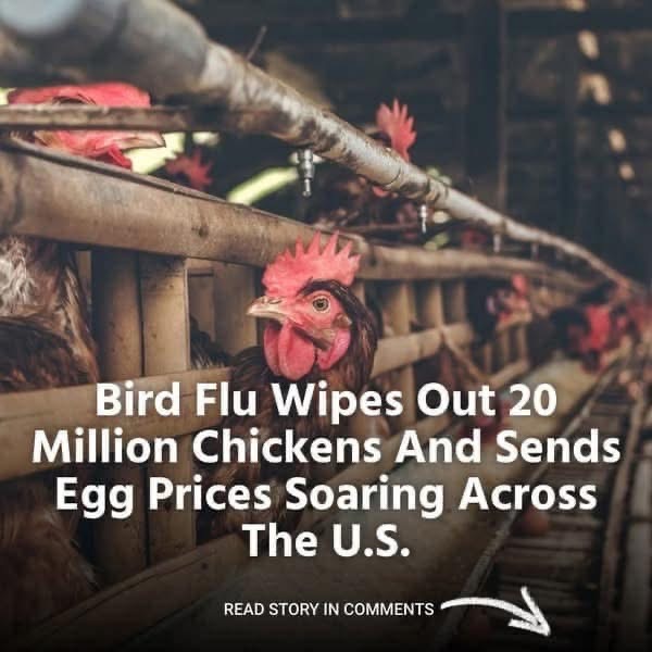 Twenty Million Chickens Are Killed By Bird Flu in the US, Which Also Drives Up Egg Prices Nationwide!
