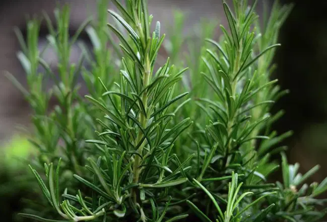 How to grow this plant abundantly at home