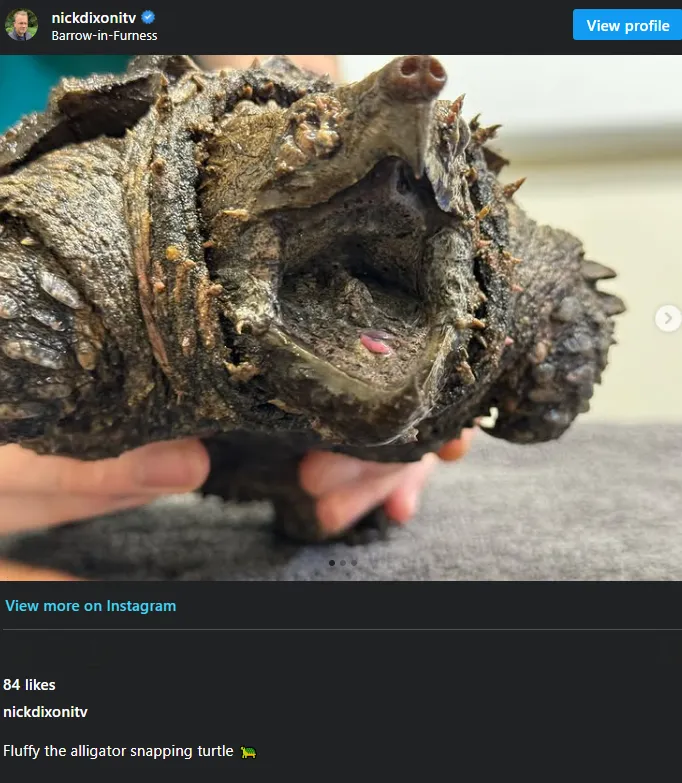 A woman walking her dog finds dinosaur-like creature in a lake – is shocked when she learns what it really is