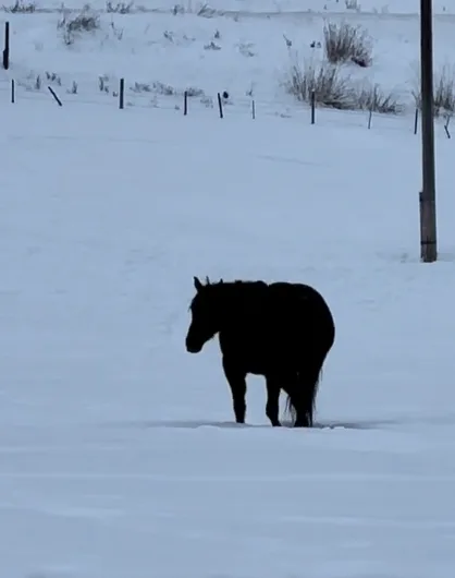 Is This Horse Walking Toward Or Away From The Camera? Here’s The Right Answer