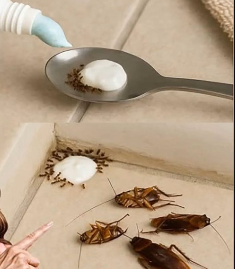 Say Goodbye to Flies Forever with This Simple Trick
