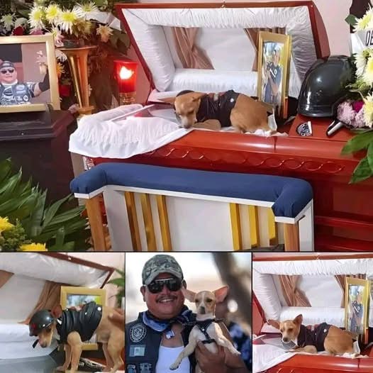 See what happened at the wake after this dog lost his owner…