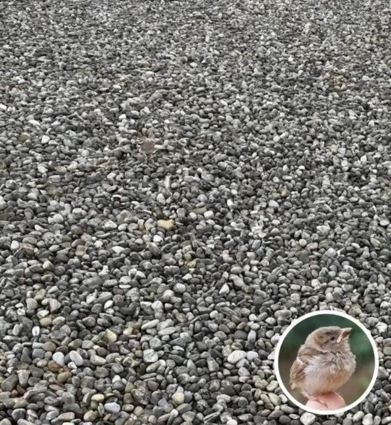 Only People With Eagle Eyes Can Spot This Hidden Bird