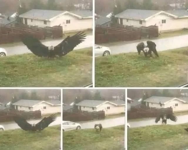 Giant Eagle captured in Brownsville,Tex…