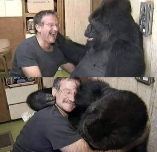 How Robin Williams Brought Laughter To A Grieving Gorilla