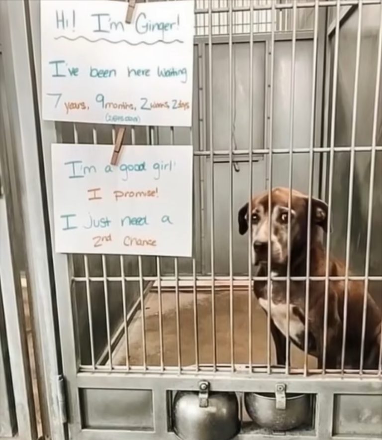 I Didn’t Plan to Adopt—But Her Eyes Had Other Ideas