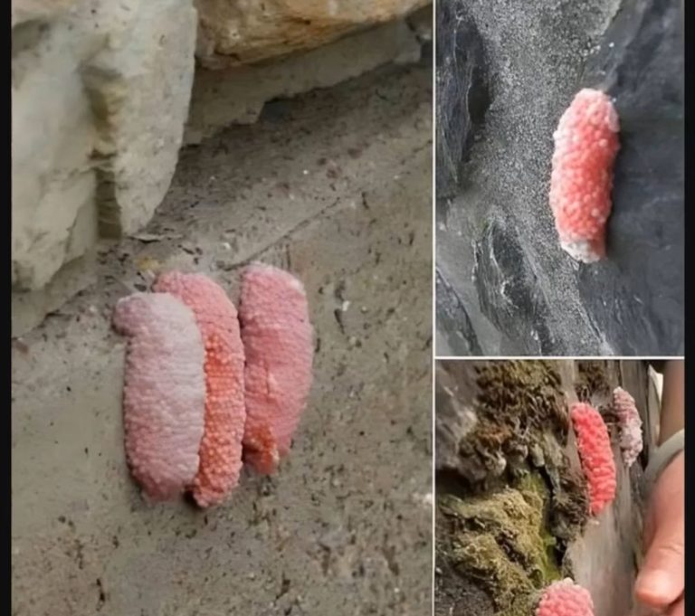 Be careful if you see these little pink