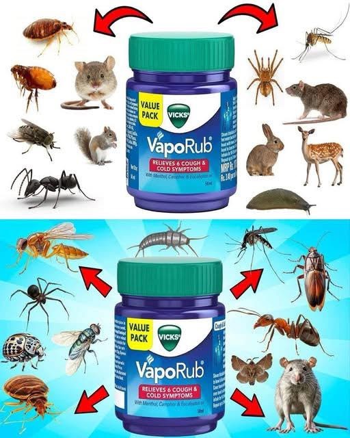 Repel Pests Naturally Using Mentholated Ointment, A Powerful Household Trick