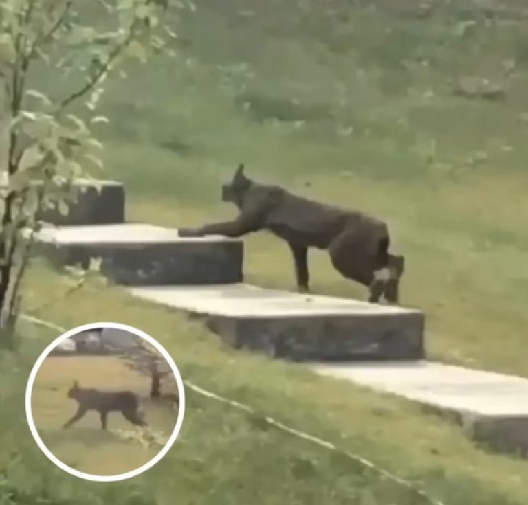 Rare Creature Caught On Camera For The 1st