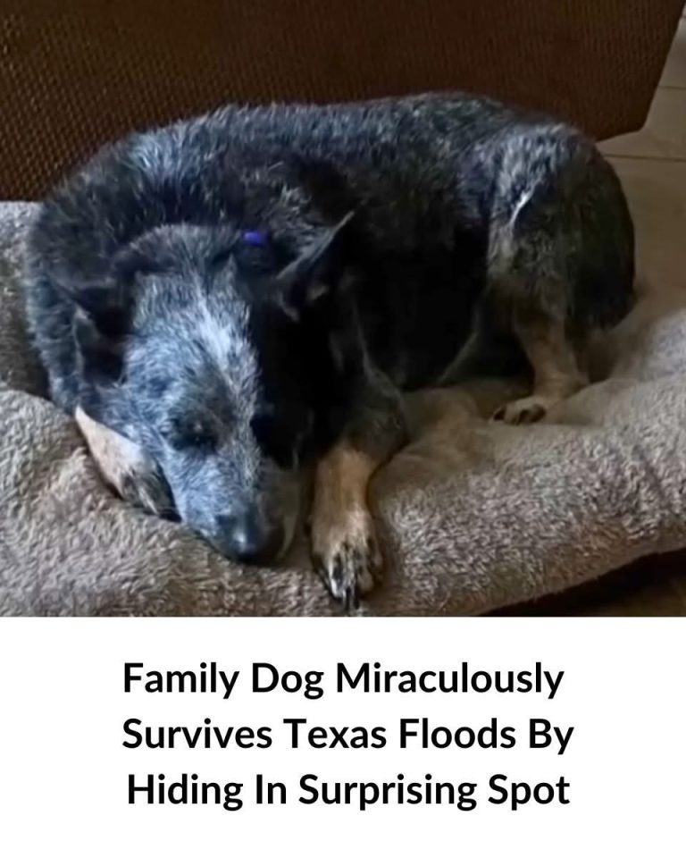 Family Dog Miraculously Survives Texas Floods By Hiding In Surprising Spot