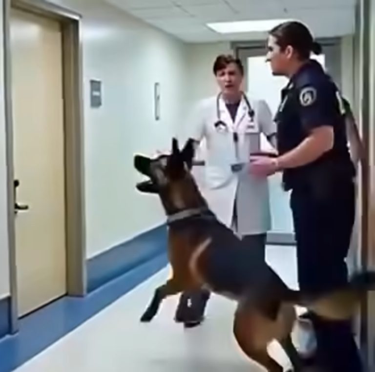 K9 dog wouldn’t stop barking