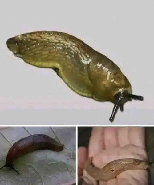 When a slug visits your house, it means you ha
