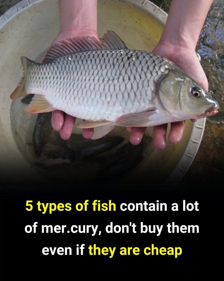 You should not buy these fish even though they are cheap