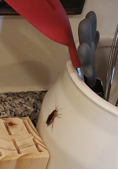 A cheap and simple method to keep these pests away fro