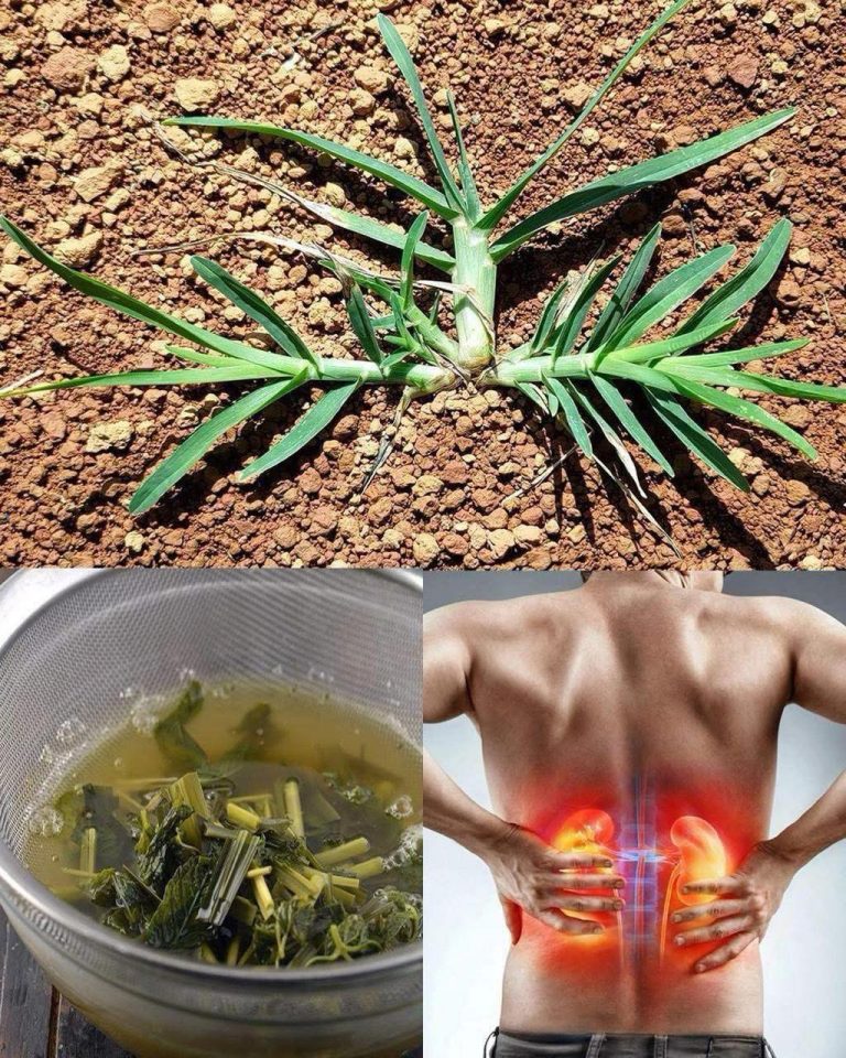 Goosegrass (Eleusine indica): A Natural Support for Kidney Function