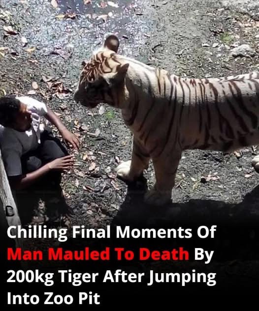 Chilling Final Moments Of Man Mauled To Death By 200kg Tiger After Jumping Into Zoo Pit