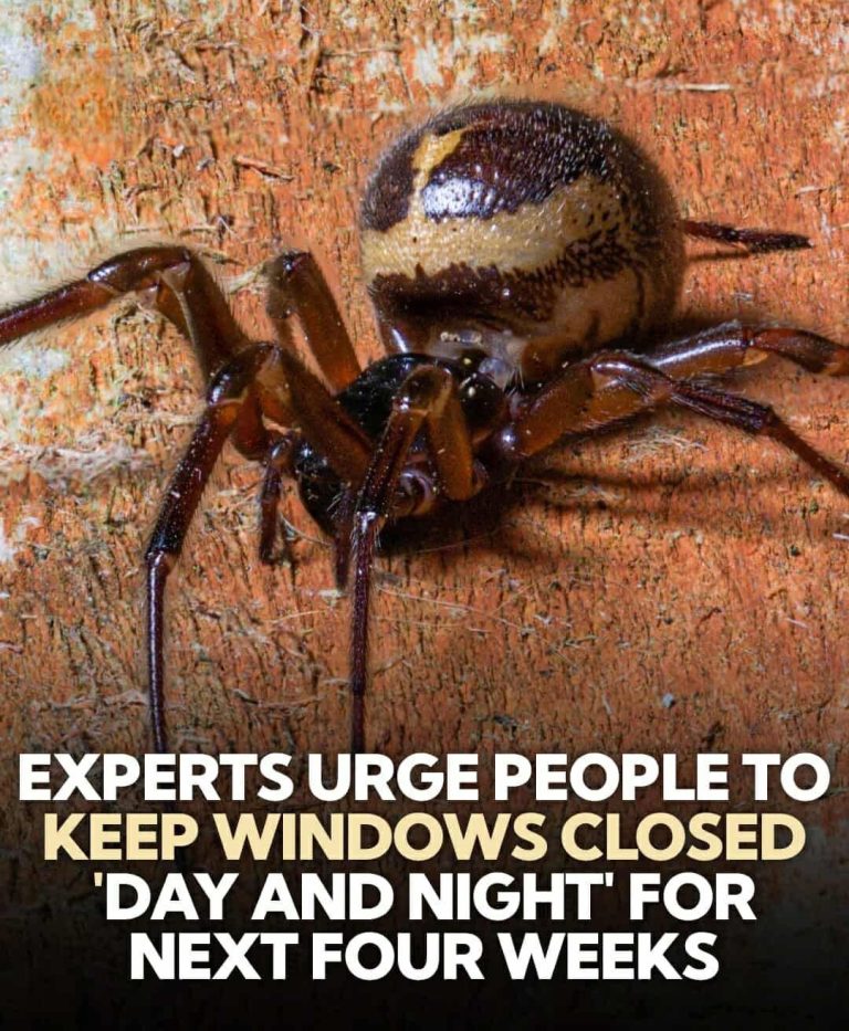 Urgent Warning: Keep Windows Shut to Stop the Spider from Entering Homes