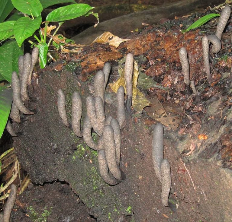 What’s the Weird Mushroom That Resembles a Hand Emerging from the Ground?