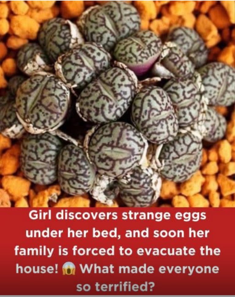 Girl Finds Weird Eggs Under Her Bed, Then Her Family Has To Evacuate The House, But Why? Everyone Get Affraid…