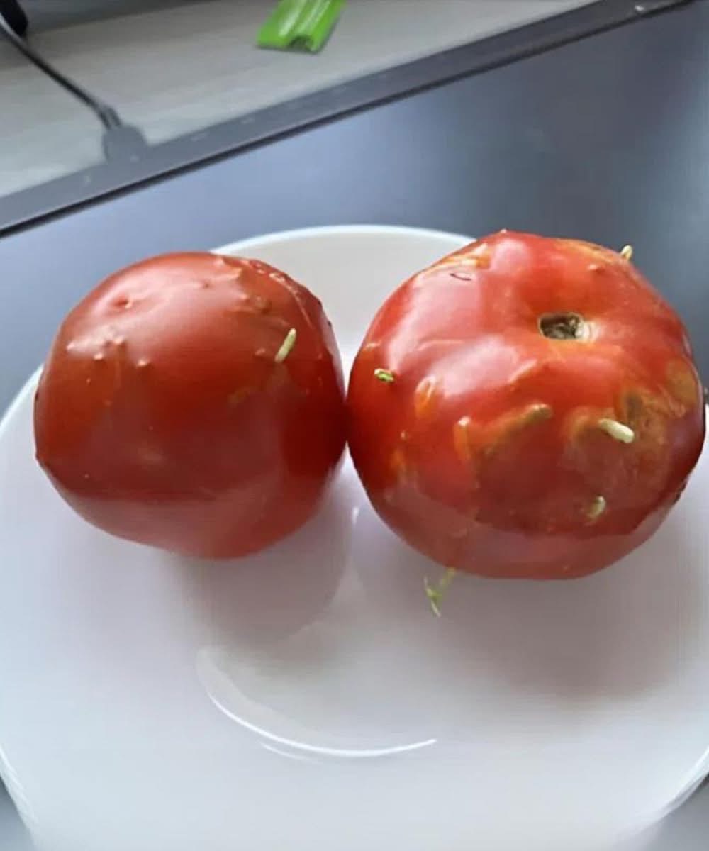Strange Riddle: Damaged Tomatoes, an Unexpected Discovery in My Kitchen!