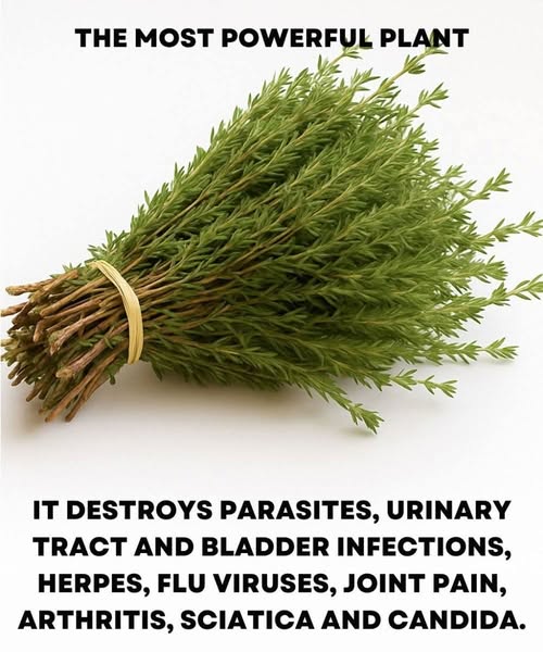 It is among the most powerful plants in t
