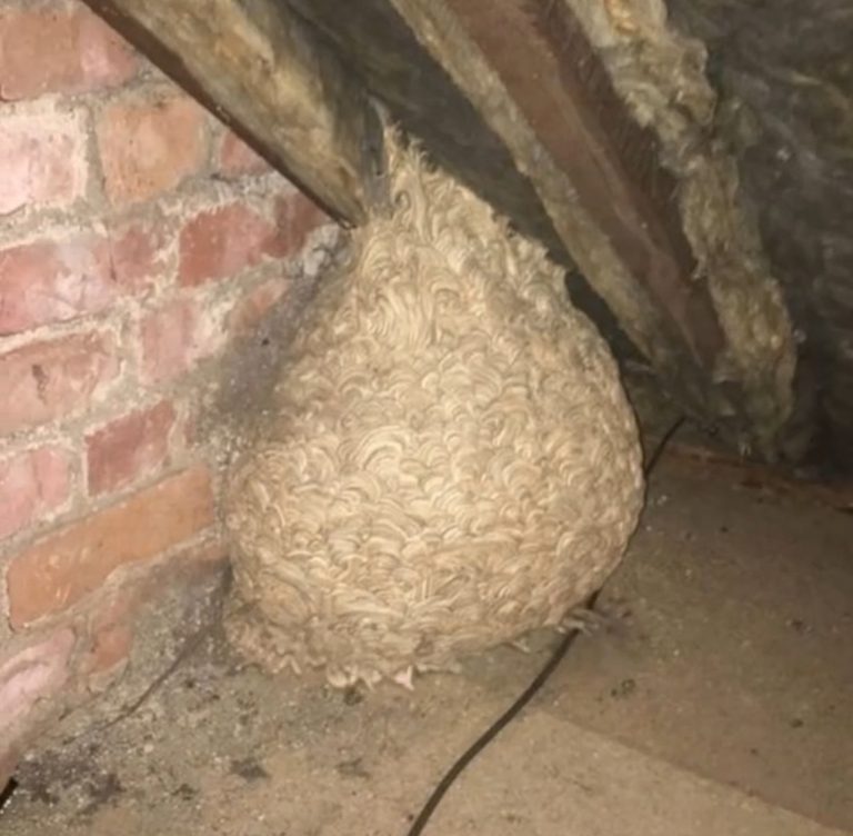 Unexpected Discovery in the Attic Leaves Man Speechles
