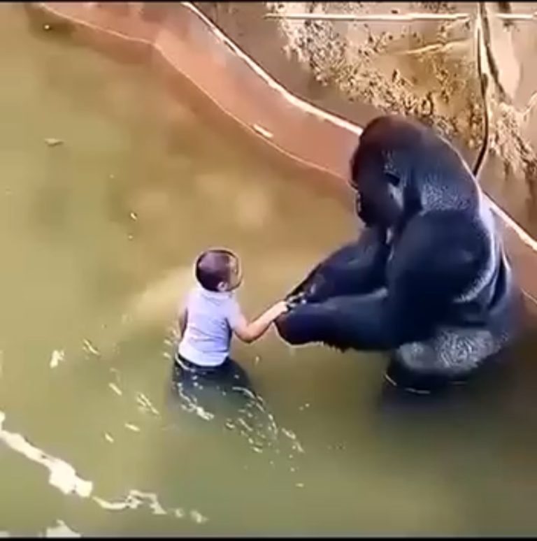 The Unseen Truth: Experts Reveal Harambe’s