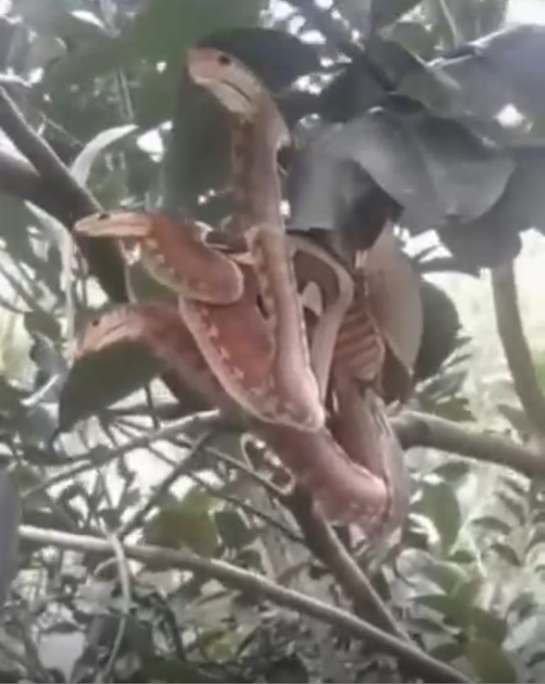 Angry-Looking ‘Snakes’ Spotted Lurking In Tree,