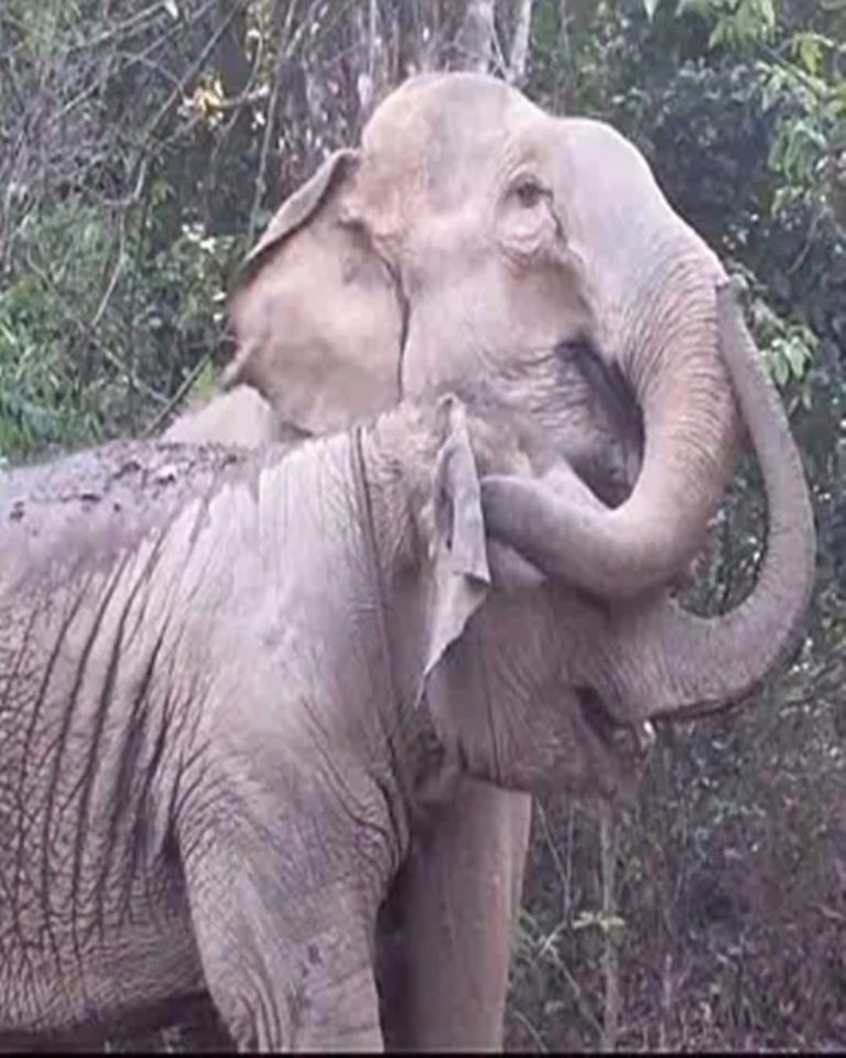 The Day MeBai Found Her Moth