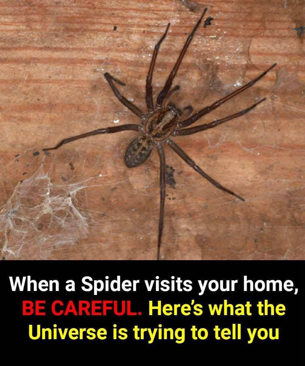 The Spiritual Meaning of Seeing a Spider in Your House: Hidden Symbols and Messages