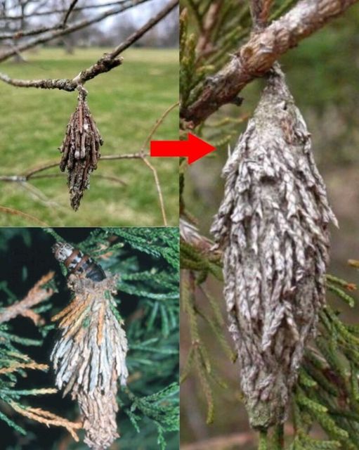 The Hidden Danger of the Evergreen Bagworm